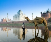 Fondo de pantalla Camel Near Taj Mahal 176x144