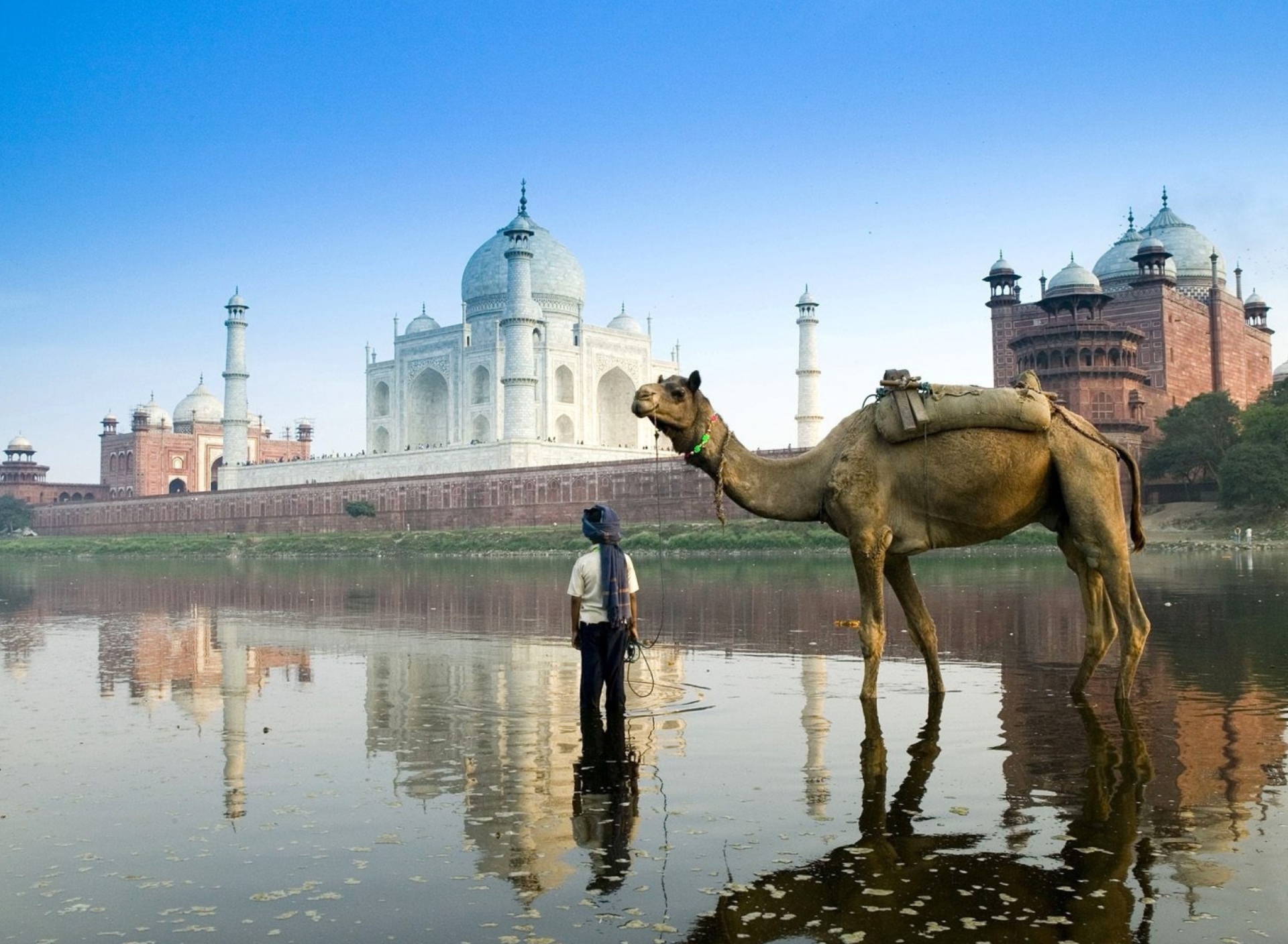 Fondo de pantalla Camel Near Taj Mahal 1920x1408