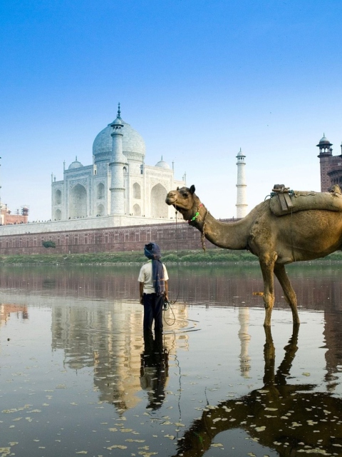 Fondo de pantalla Camel Near Taj Mahal 480x640