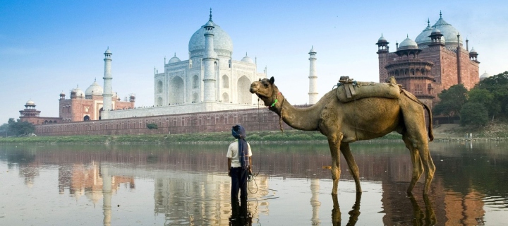 Screenshot №1 pro téma Camel Near Taj Mahal 720x320