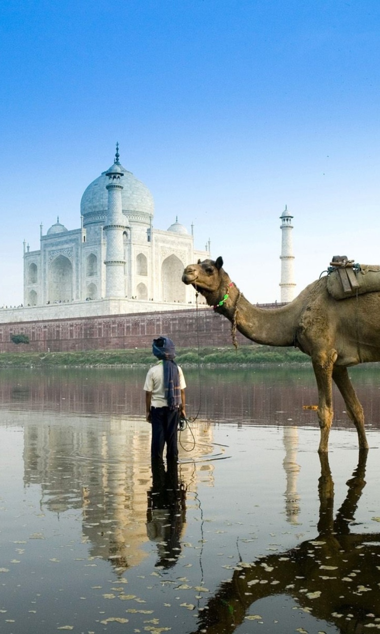 Обои Camel Near Taj Mahal 768x1280