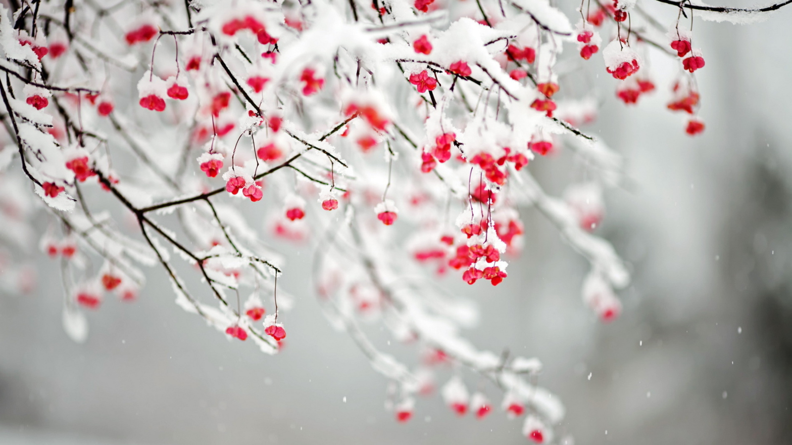 Fondo de pantalla Tree Branches Covered With Snow 1600x900