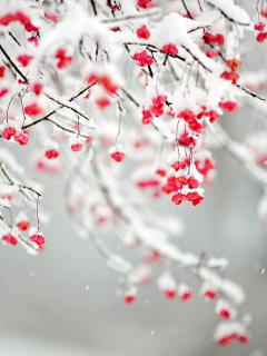 Das Tree Branches Covered With Snow Wallpaper 240x320