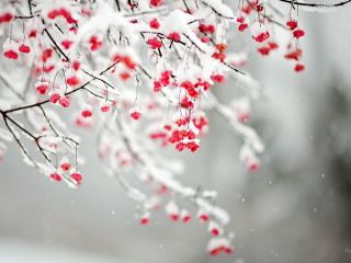 Das Tree Branches Covered With Snow Wallpaper 320x240