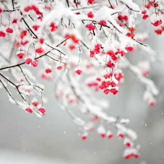 Tree Branches Covered With Snow - Obrázkek zdarma pro 1024x1024