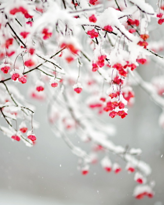 Tree Branches Covered With Snow - Obrázkek zdarma pro Nokia 5233