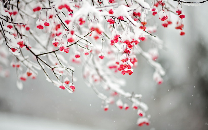 Tree Branches Covered With Snow wallpaper
