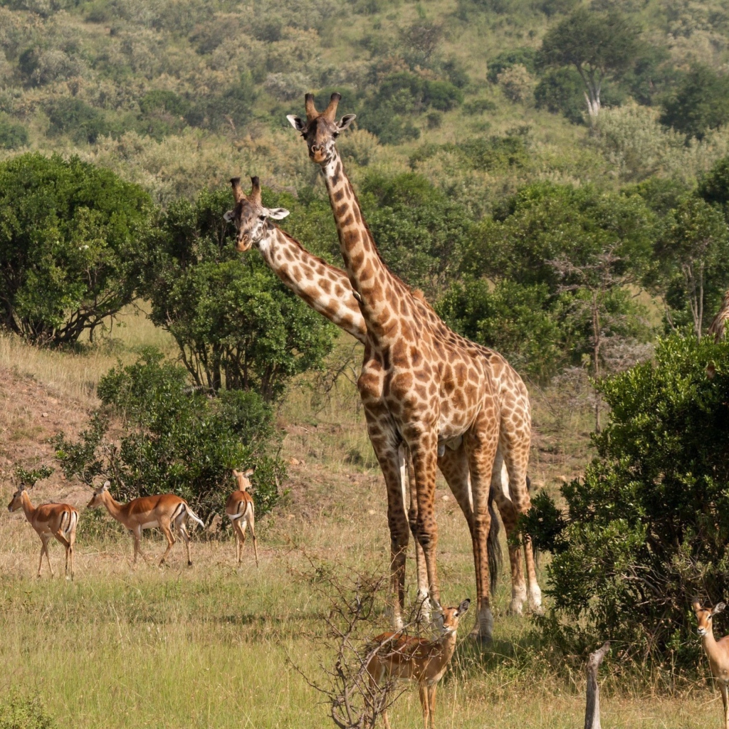 Sfondi Giraffes At Safari 1024x1024