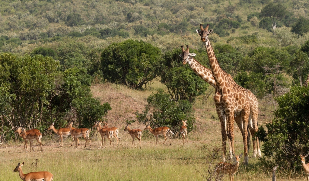 Sfondi Giraffes At Safari 1024x600