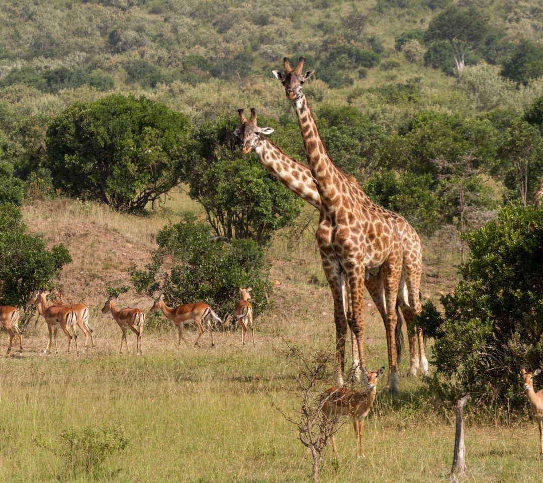 Sfondi Giraffes At Safari 1080x960
