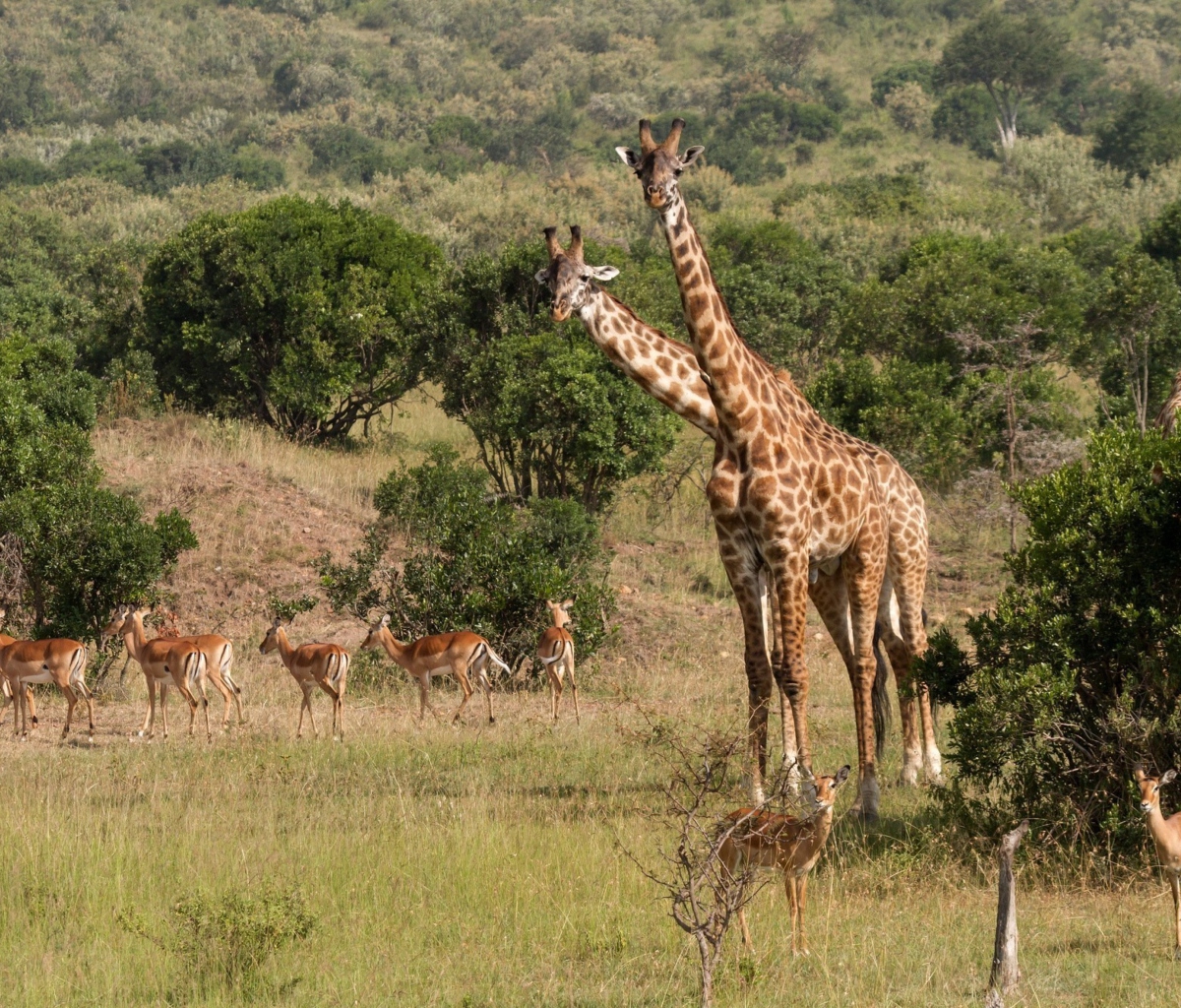Fondo de pantalla Giraffes At Safari 1200x1024