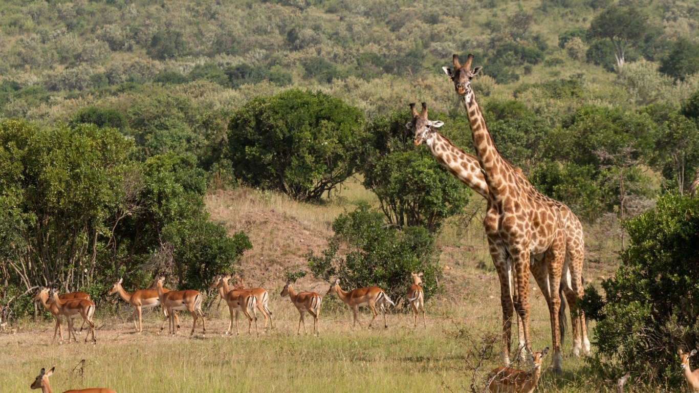 Fondo de pantalla Giraffes At Safari 1366x768