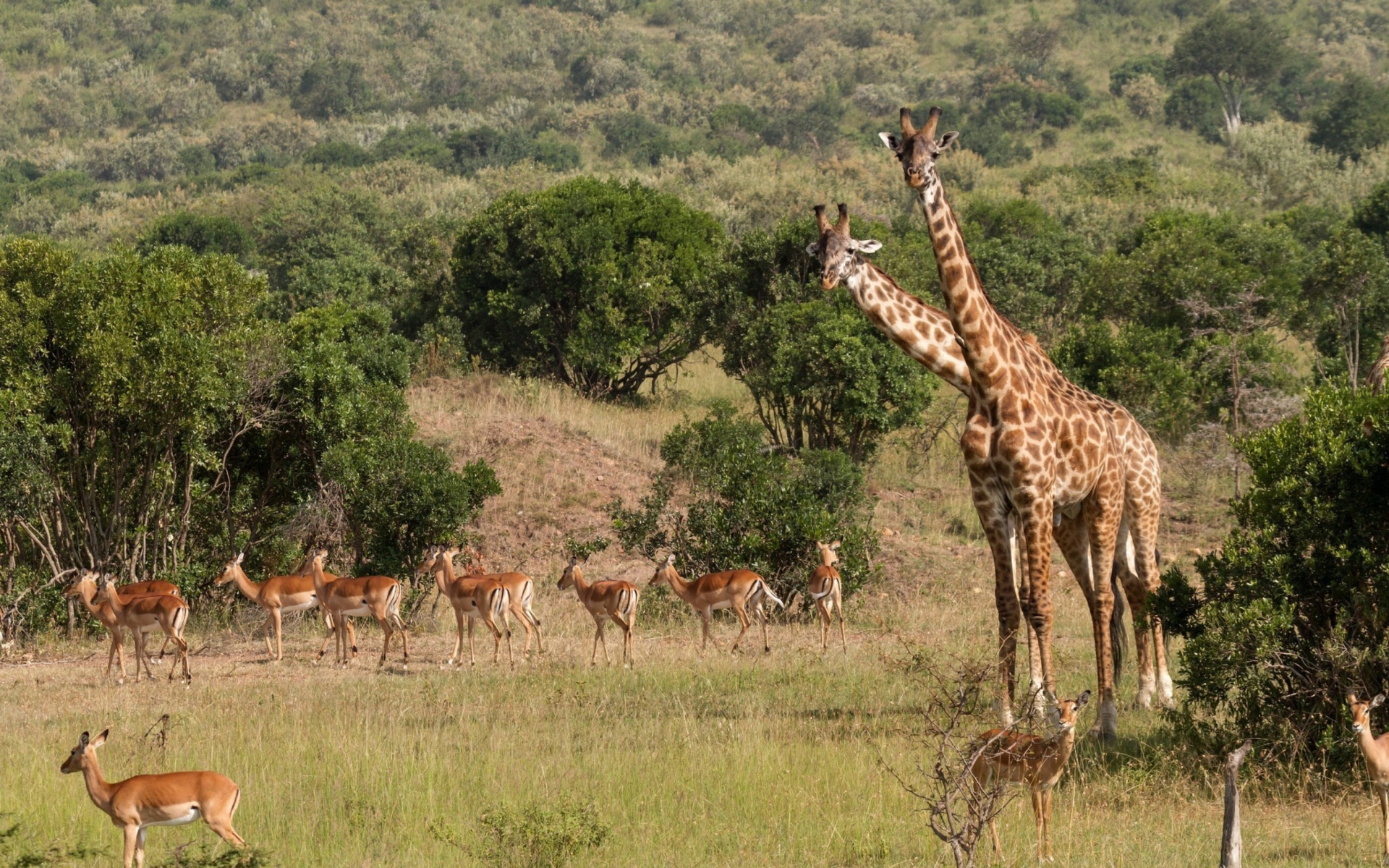 Screenshot №1 pro téma Giraffes At Safari 1920x1200