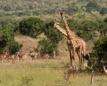 Das Giraffes At Safari Wallpaper 220x176