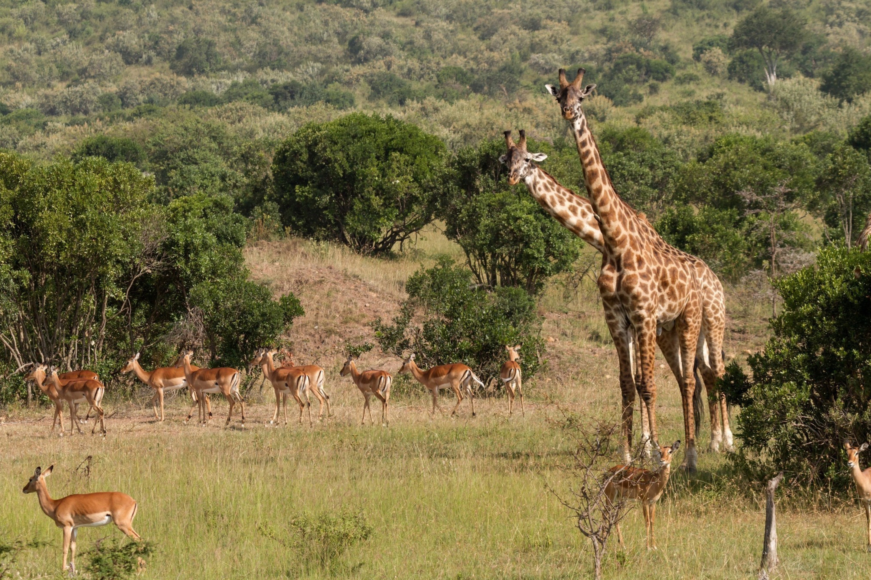 Giraffes At Safari wallpaper 2880x1920