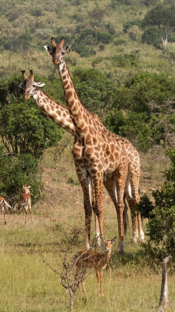 Обои Giraffes At Safari 360x640