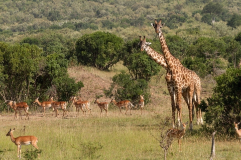 Fondo de pantalla Giraffes At Safari 480x320