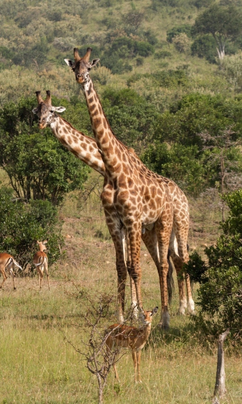 Das Giraffes At Safari Wallpaper 480x800