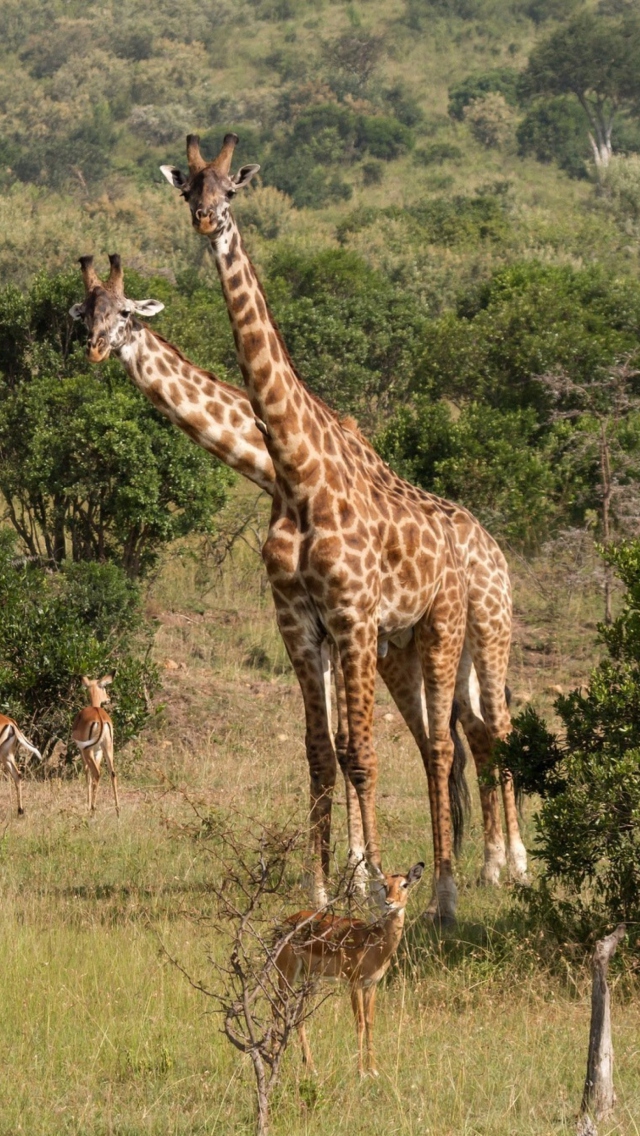Обои Giraffes At Safari 640x1136