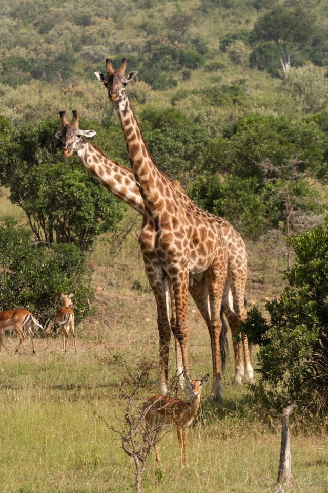 Fondo de pantalla Giraffes At Safari 640x960