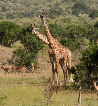 Kostenloses Giraffes At Safari Wallpaper für 2048x2048