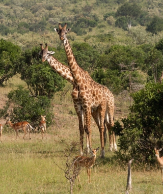 Kostenloses Giraffes At Safari Wallpaper für Nokia C1-02