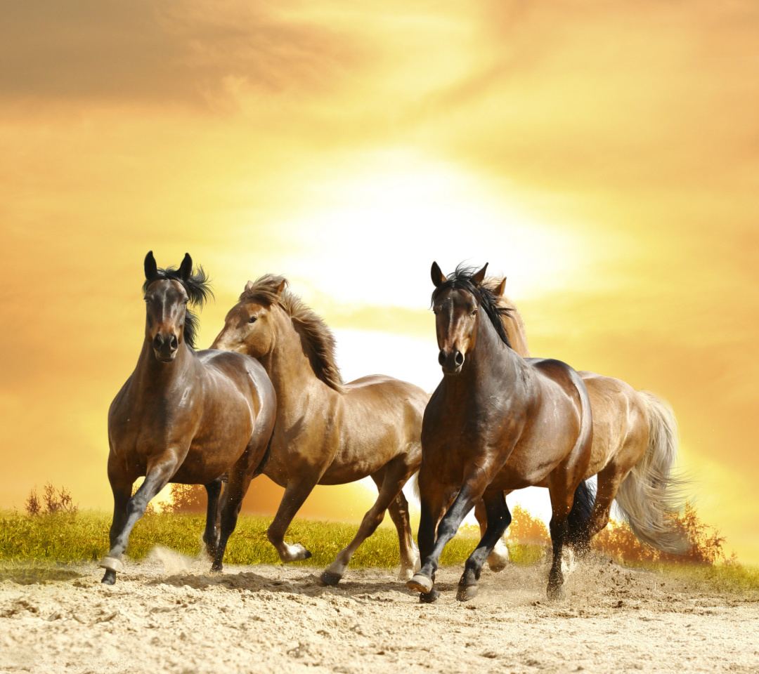 Обои Horse Gait Gallop 1080x960