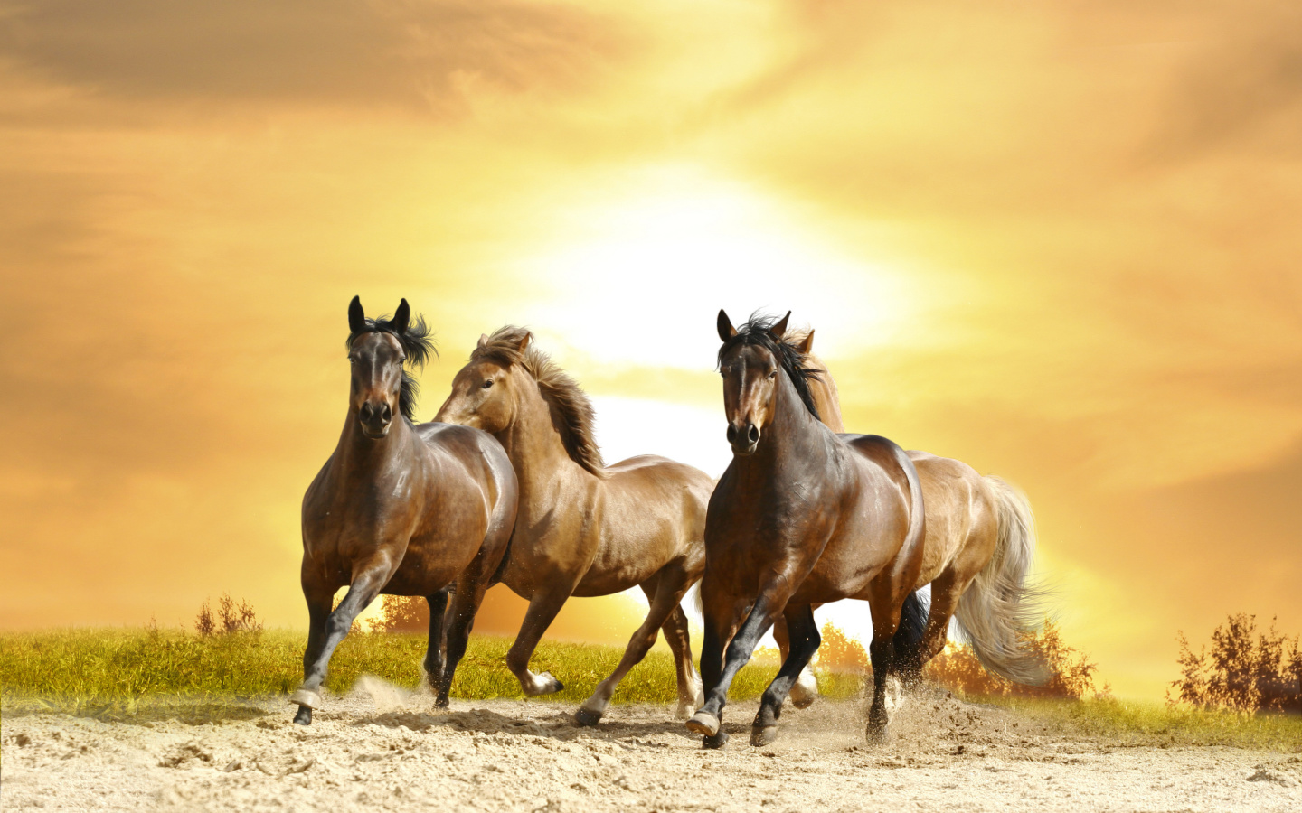Horse Gait Gallop wallpaper 1440x900