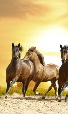 Das Horse Gait Gallop Wallpaper 240x400