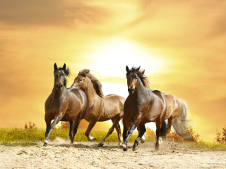 Das Horse Gait Gallop Wallpaper 320x240