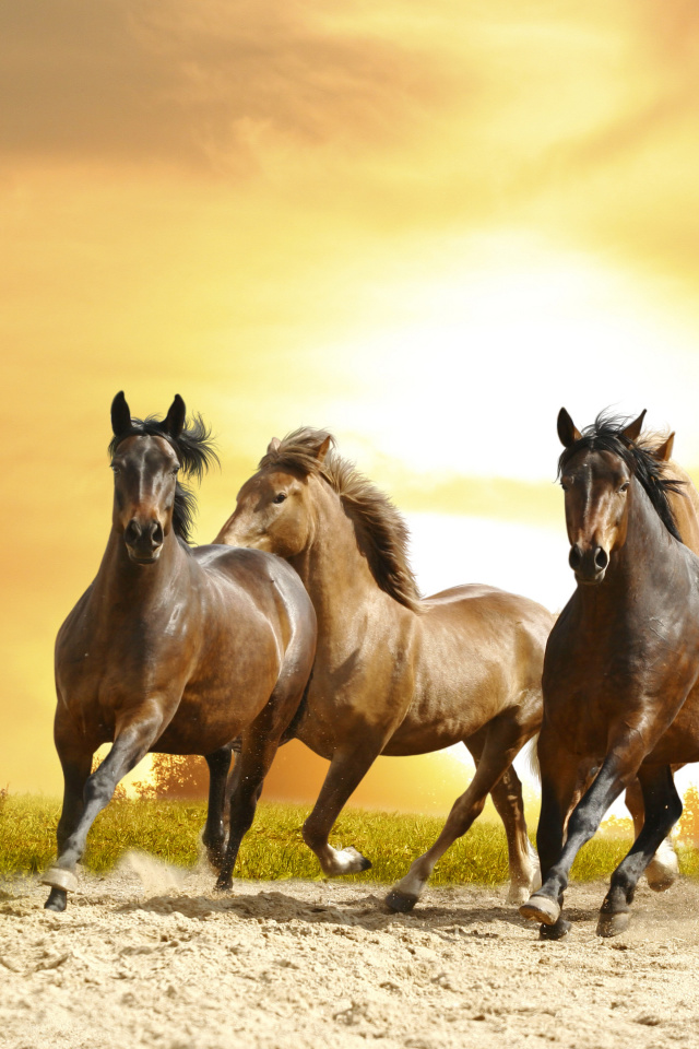 Horse Gait Gallop wallpaper 640x960