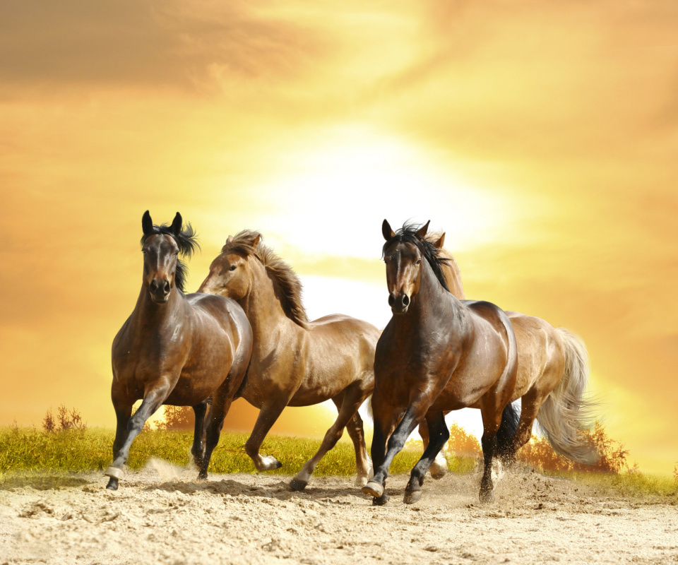 Fondo de pantalla Horse Gait Gallop 960x800