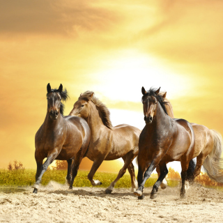 Horse Gait Gallop - Obrázkek zdarma pro iPad mini