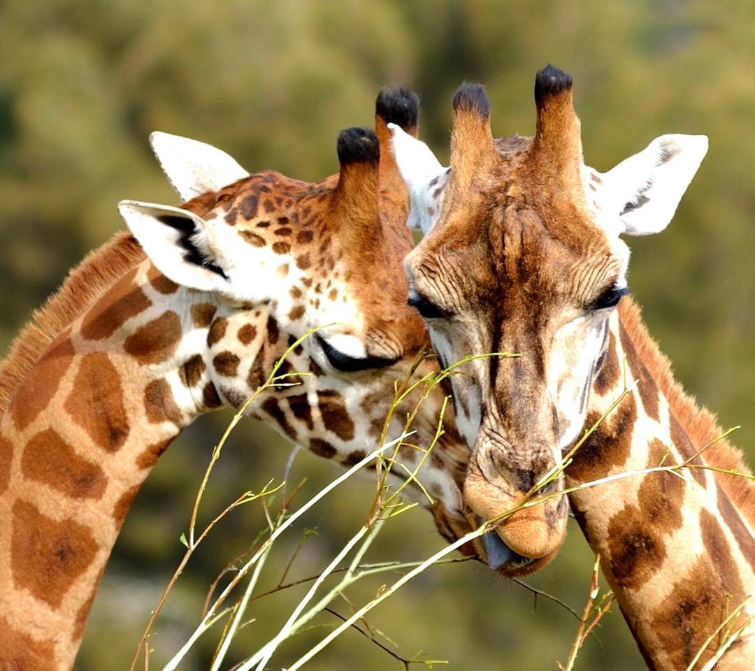 Обои Giraffe Love 1080x960