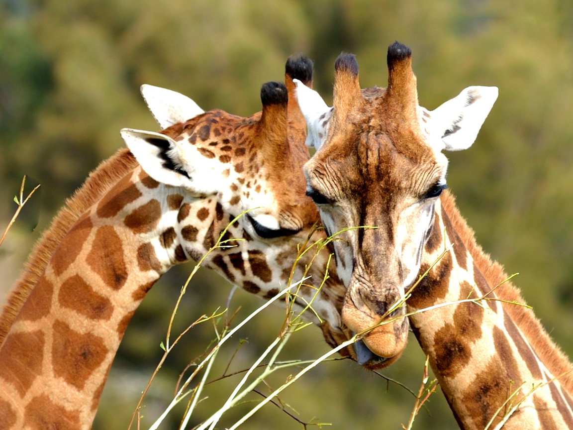 Обои Giraffe Love 1152x864