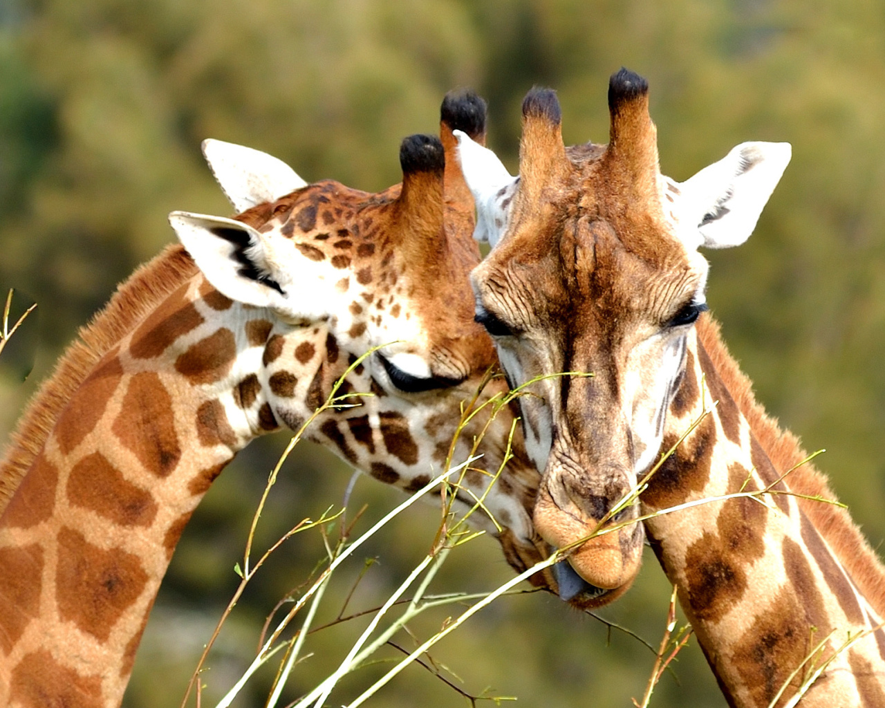 Обои Giraffe Love 1280x1024