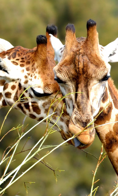 Обои Giraffe Love 240x400