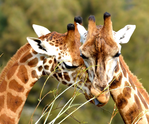 Fondo de pantalla Giraffe Love 480x400