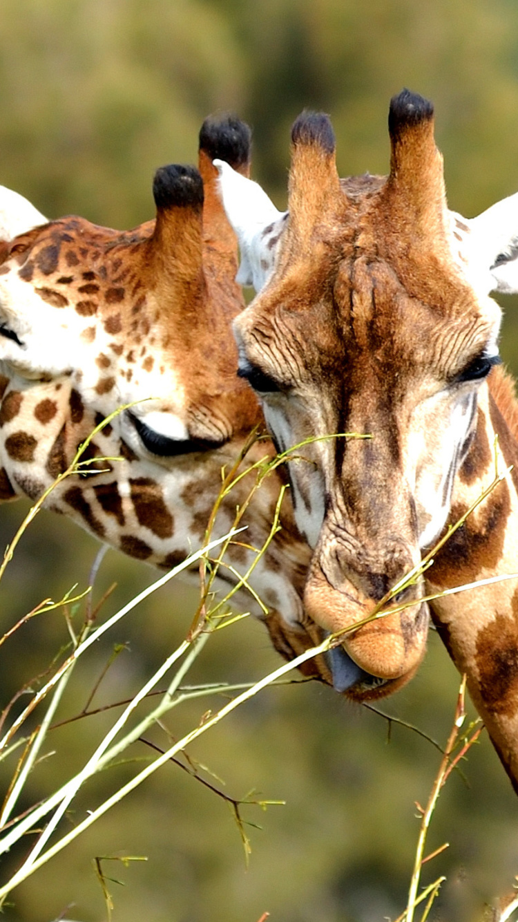 Screenshot №1 pro téma Giraffe Love 750x1334