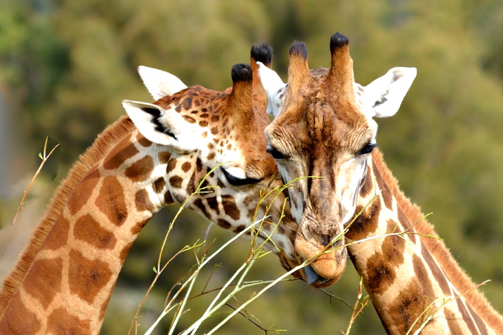 Sfondi Giraffe Love