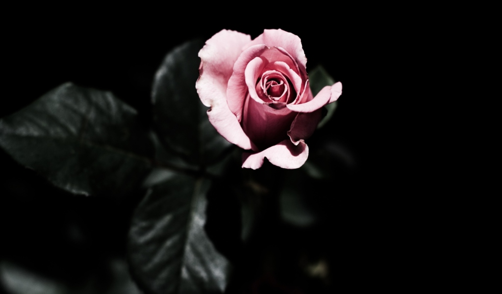 Sfondi Pink Rose In The Dark 1024x600