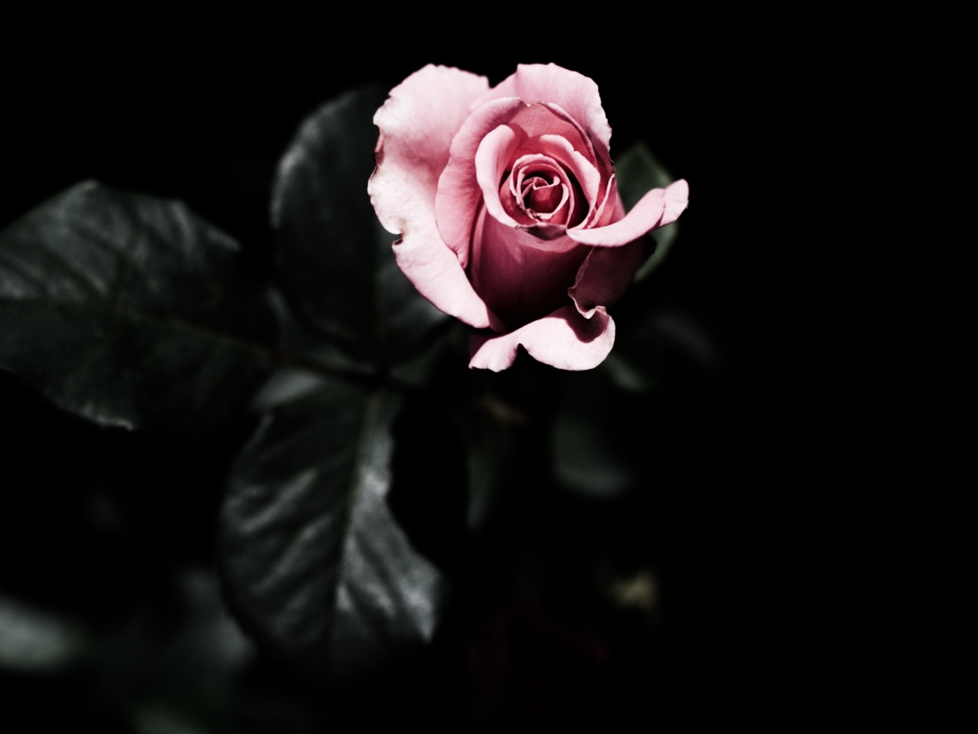 Das Pink Rose In The Dark Wallpaper 1400x1050