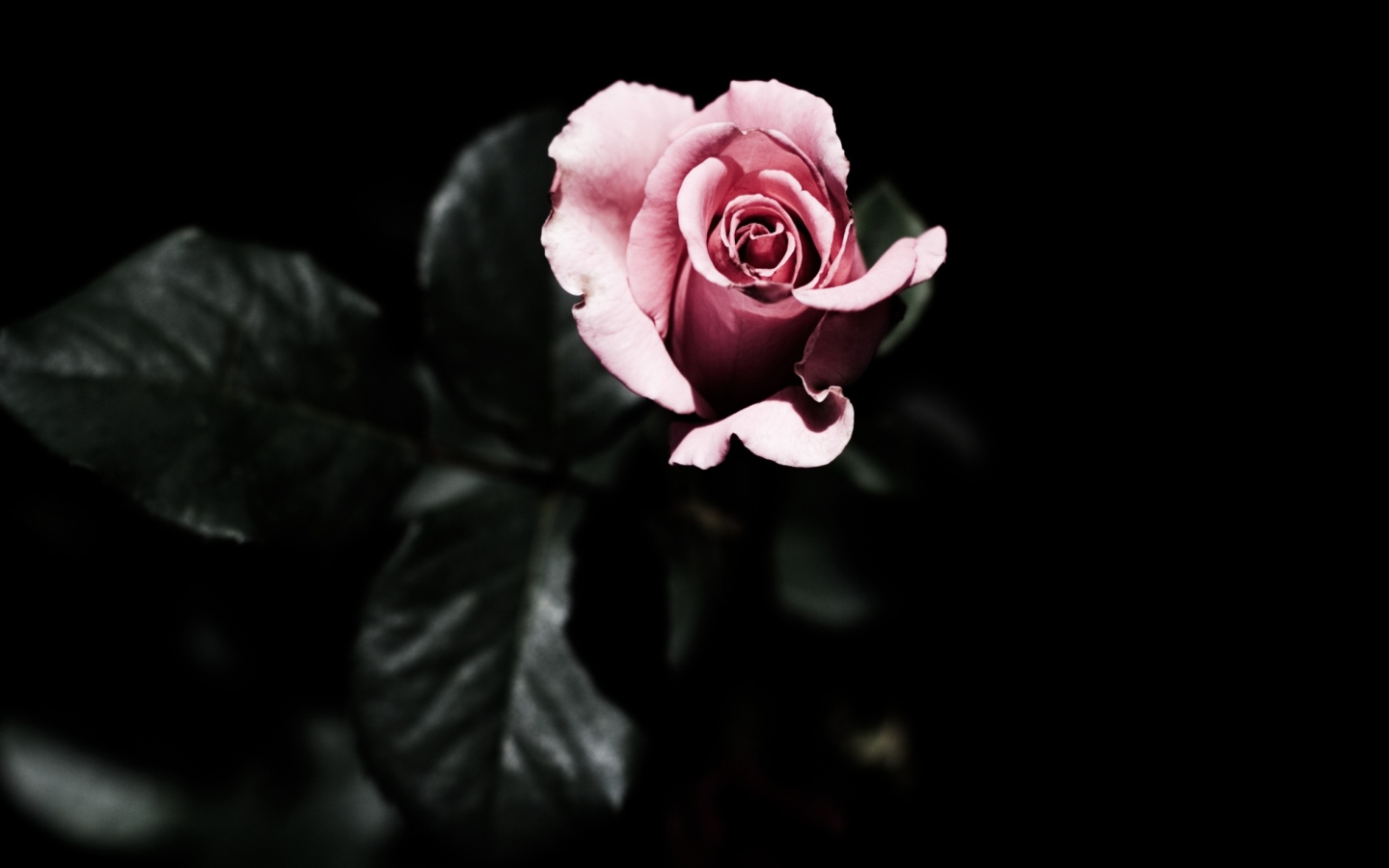 Das Pink Rose In The Dark Wallpaper 1440x900