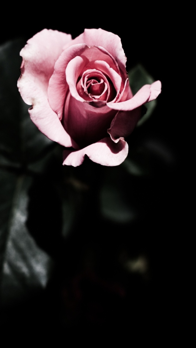 Pink Rose In The Dark screenshot #1 640x1136