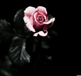 Kostenloses Pink Rose In The Dark Wallpaper für 128x128