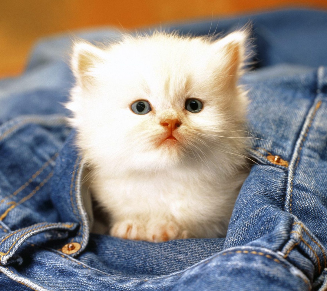 Fondo de pantalla Kitten In Jeans 1080x960
