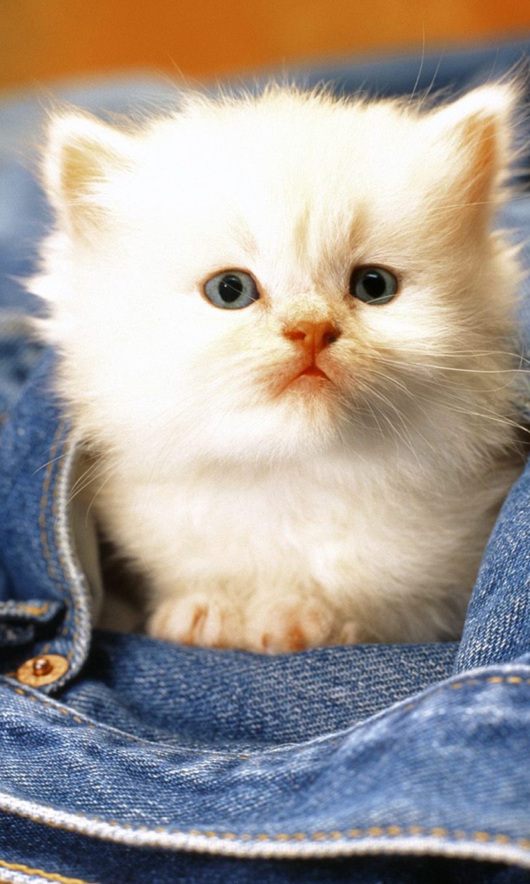 Fondo de pantalla Kitten In Jeans 768x1280