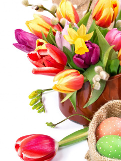 Freshness Tulips wallpaper 240x320