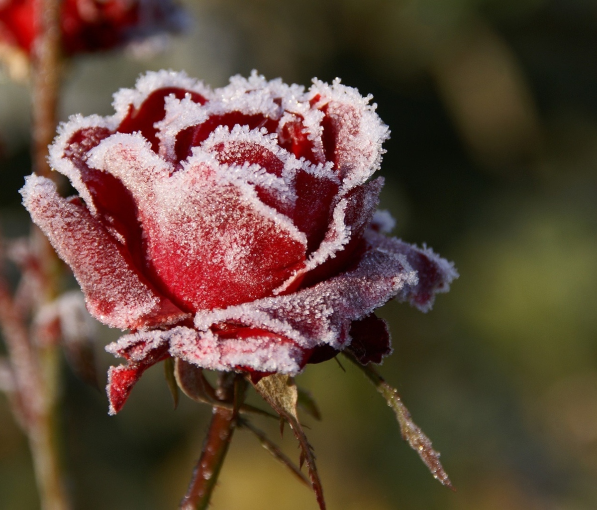 Sfondi Frozen Rose 1200x1024