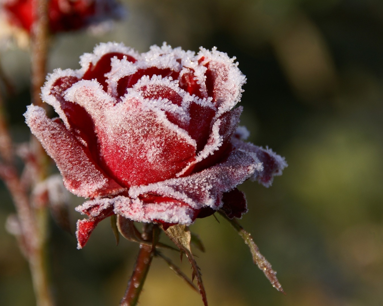 Sfondi Frozen Rose 1600x1280